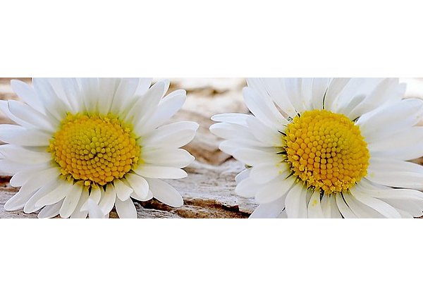 daisy 800x200