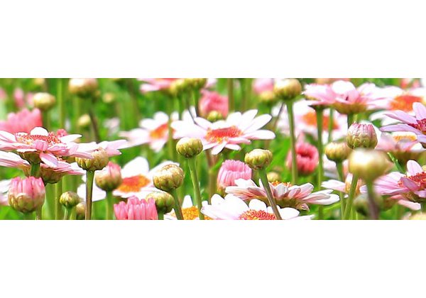 flower meadow 800x200