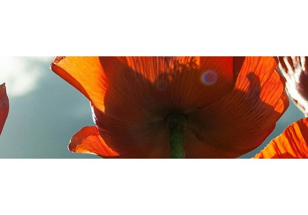 flower 800x200
