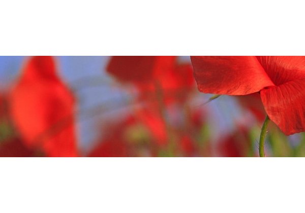 meadow 800x200