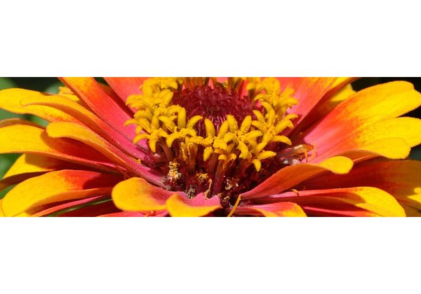 flowers 800x200