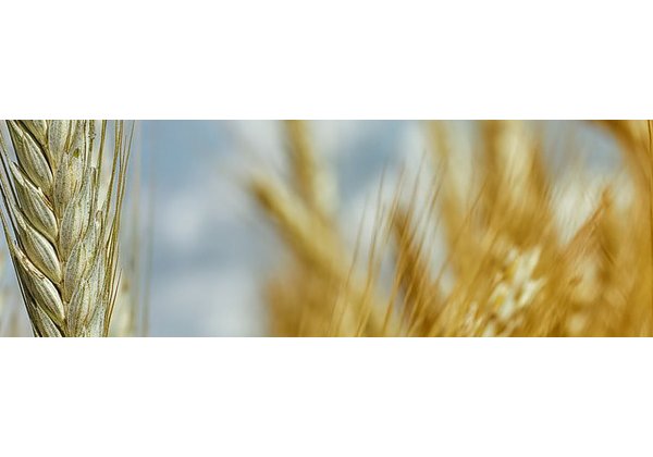 cornfield 800x200