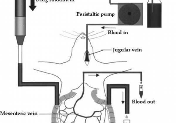 10b Single Pass Intestinal Perfusion